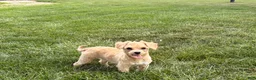 Maltipoo dogs for sale: Tiny - Ad 8