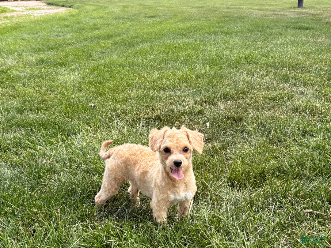 Maltipoo dogs for sale: Tiny - Ad 8