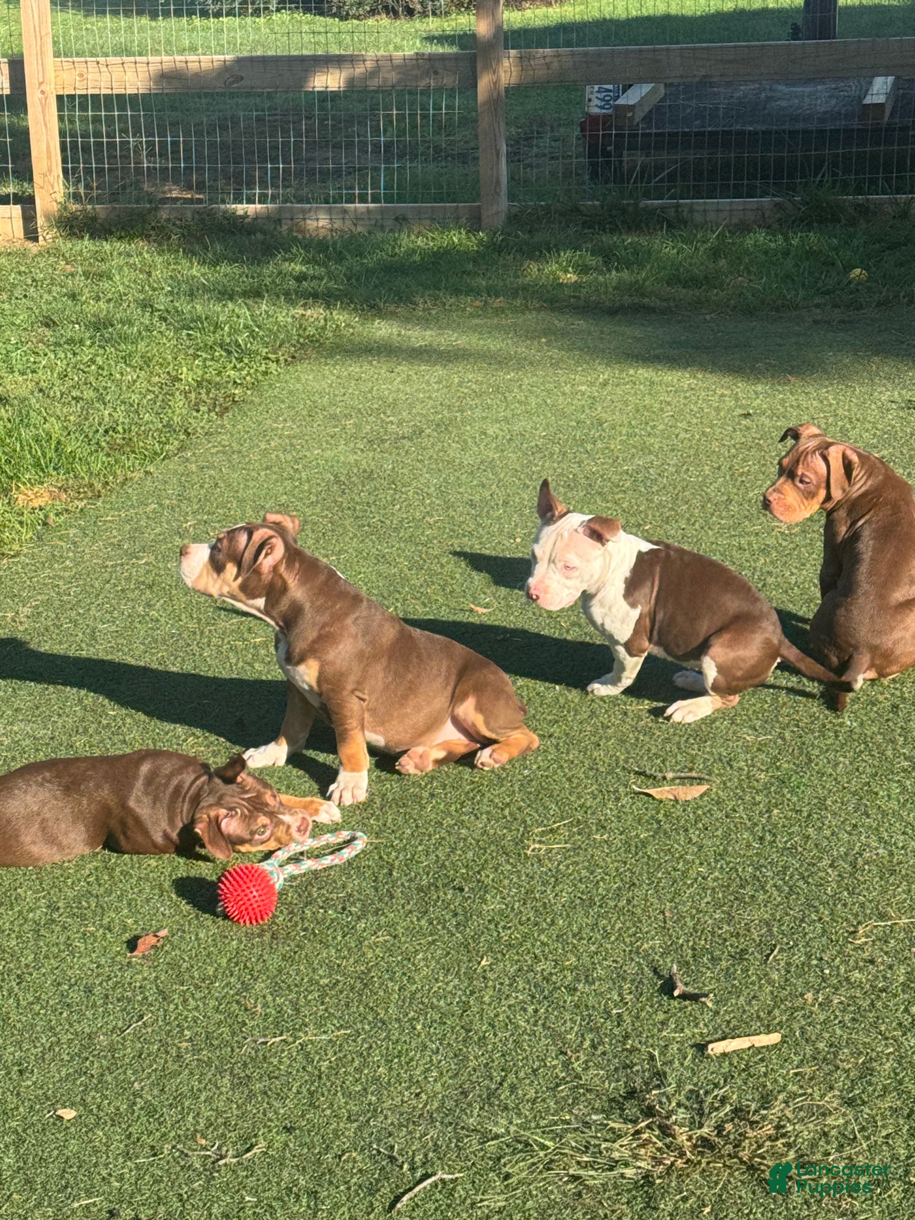 American Bully dogs Mochi - Ad 2