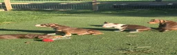 American Bully dogs for sale: Mochi - Ad 2