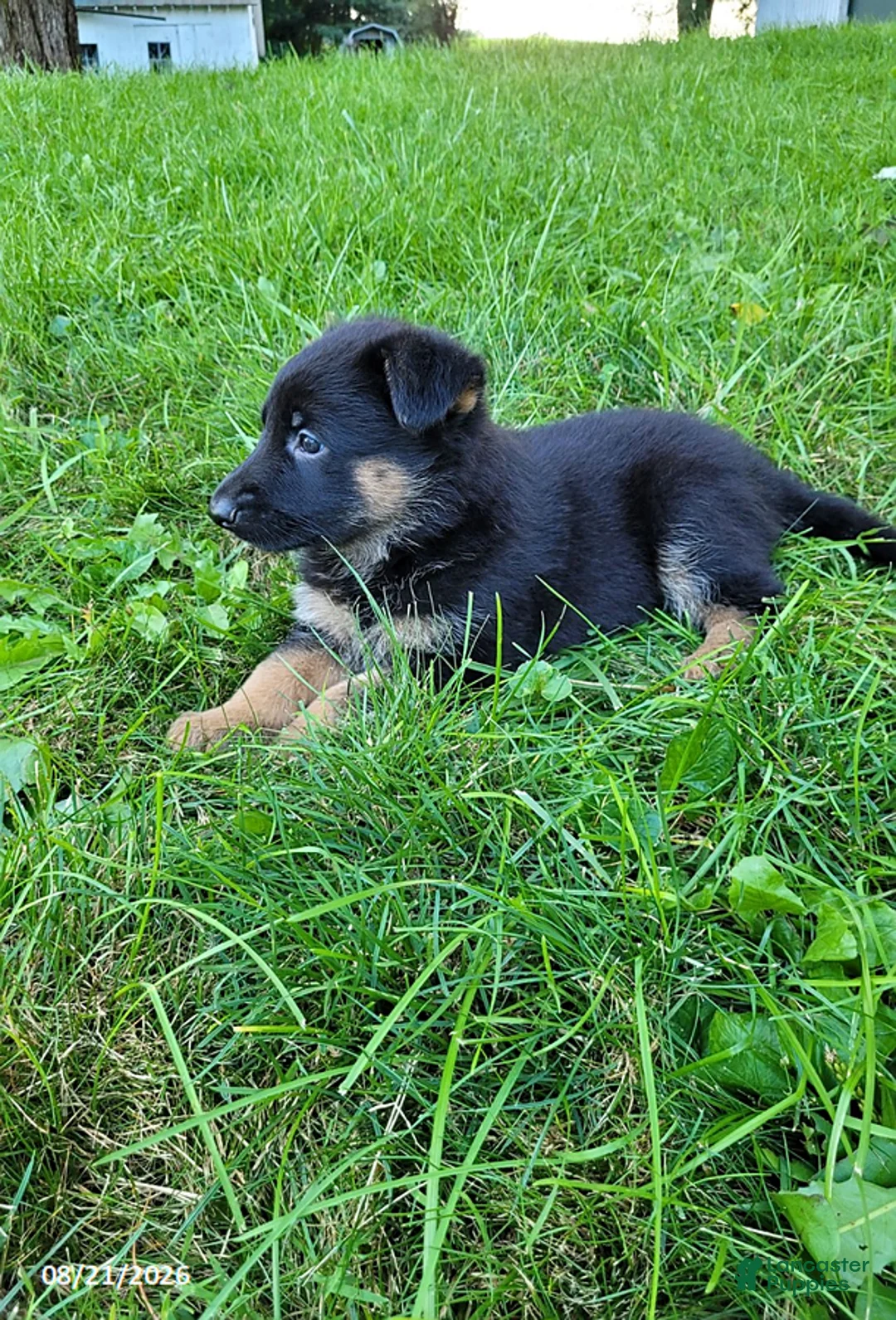 German Shepherd dogs for sale: Kali - Ad 4