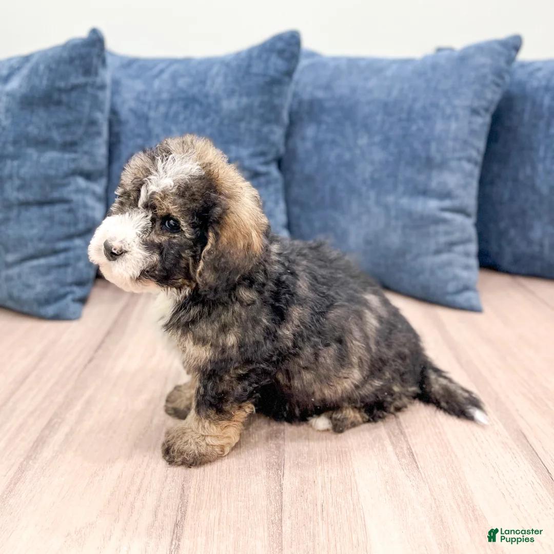 Mini Bernedoodle dogs for sale: Henry - Ad 5