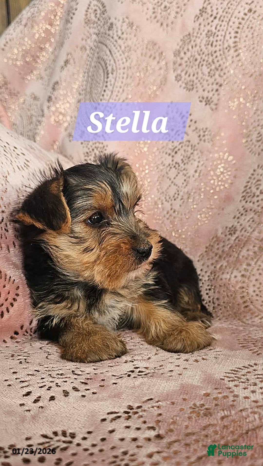 Yorkshire Terrier dogs for sale: Stella - Ad 5