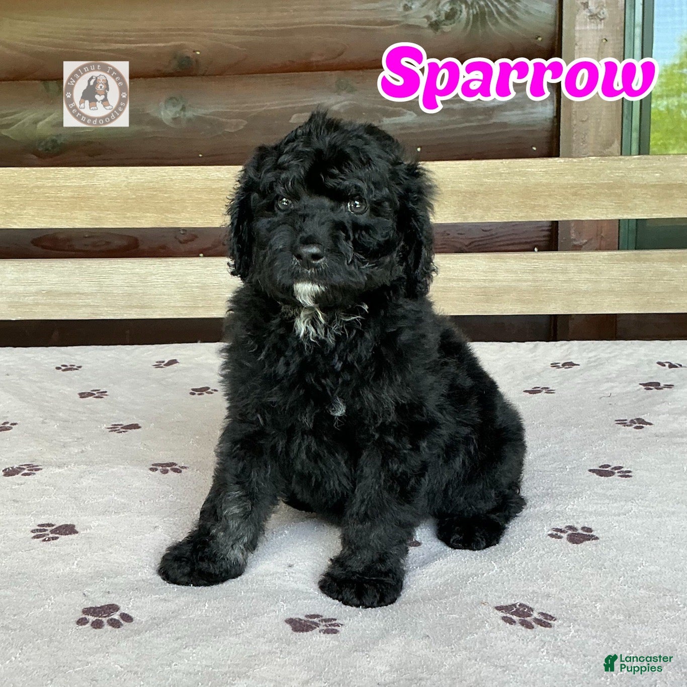 Bernedoodle dogs Sparrow - Ad 1