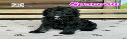 Bernedoodle dogs for sale: Sparrow - Ad 1