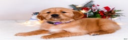 Golden Retriever dogs for sale: Elana - Ad 8