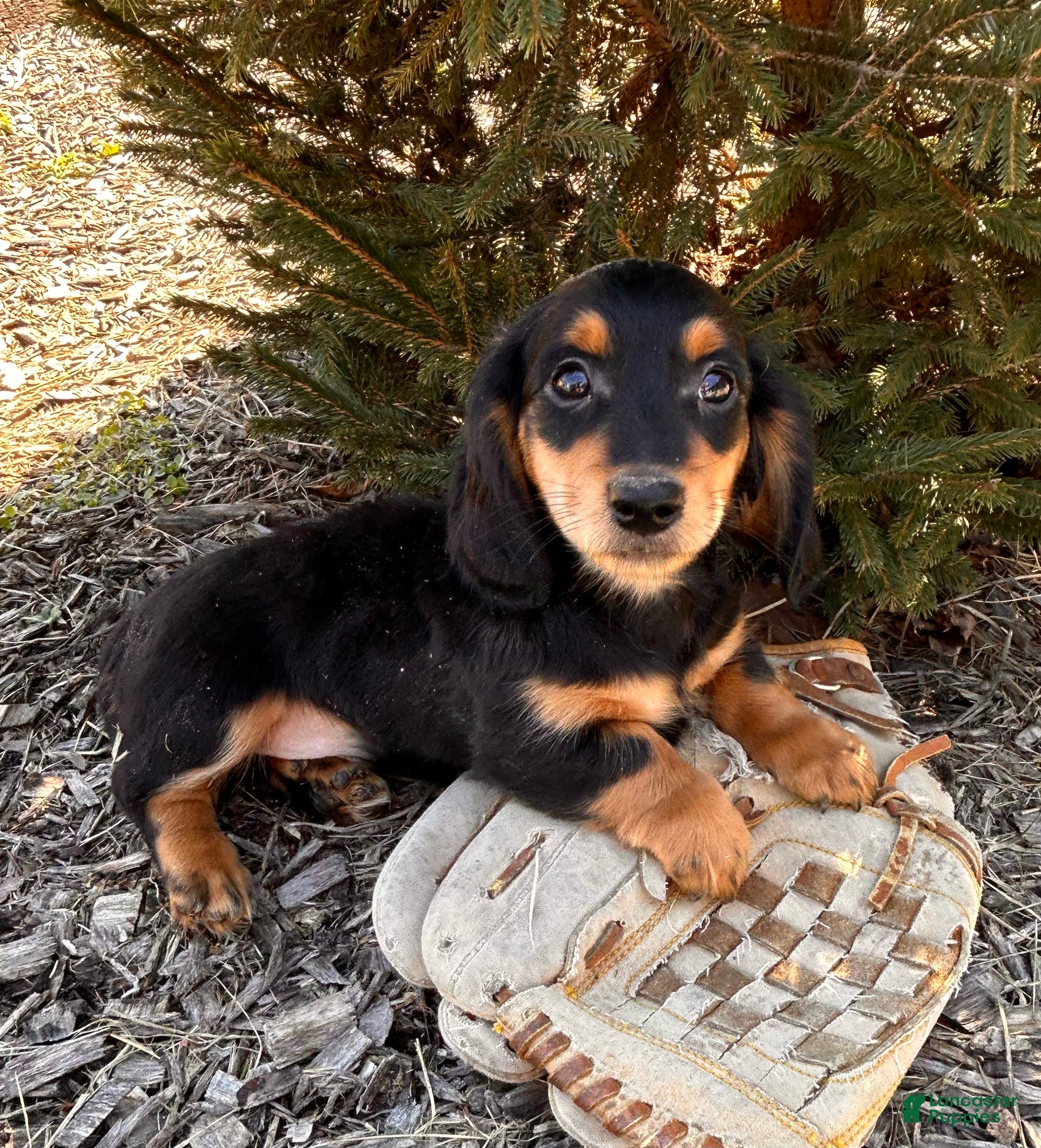 Miniature Dachshund dogs Mascot - Ad 1