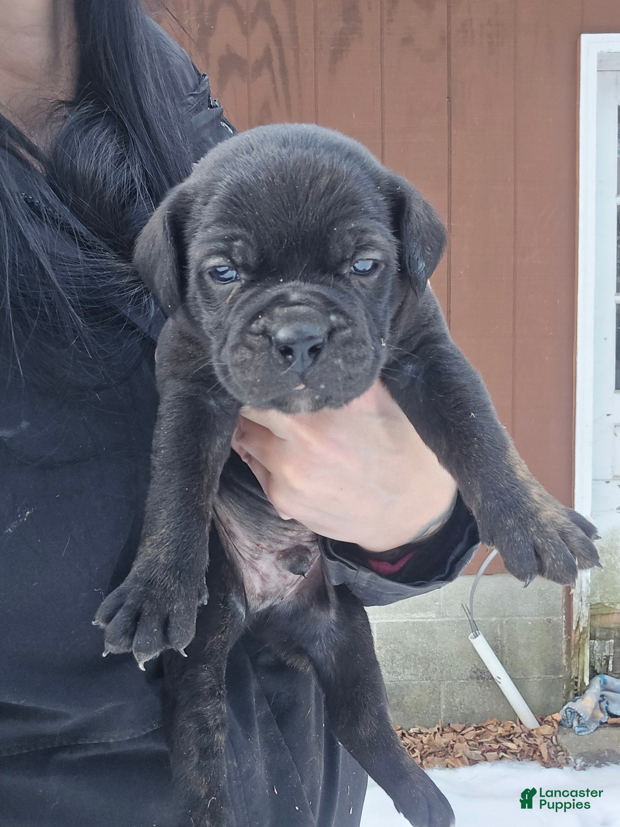 Cane Corso dogs Luigi  - Ad 11