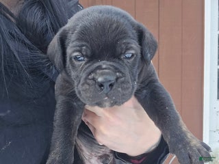 Cane Corso dogs Luigi - Ad 11