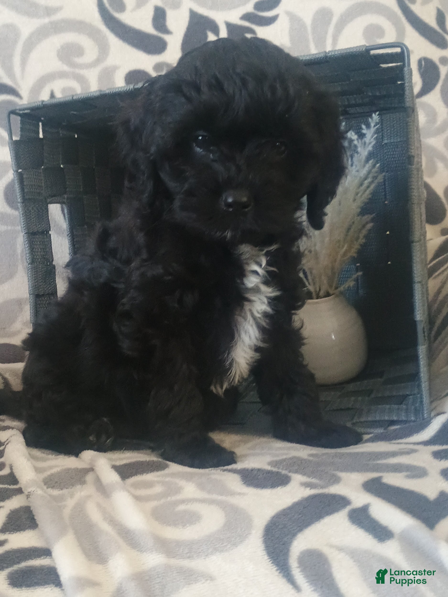 Cavapoo dogs Rosy - Ad 35