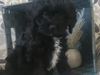 Cavapoo dogs Rosy - Ad 35