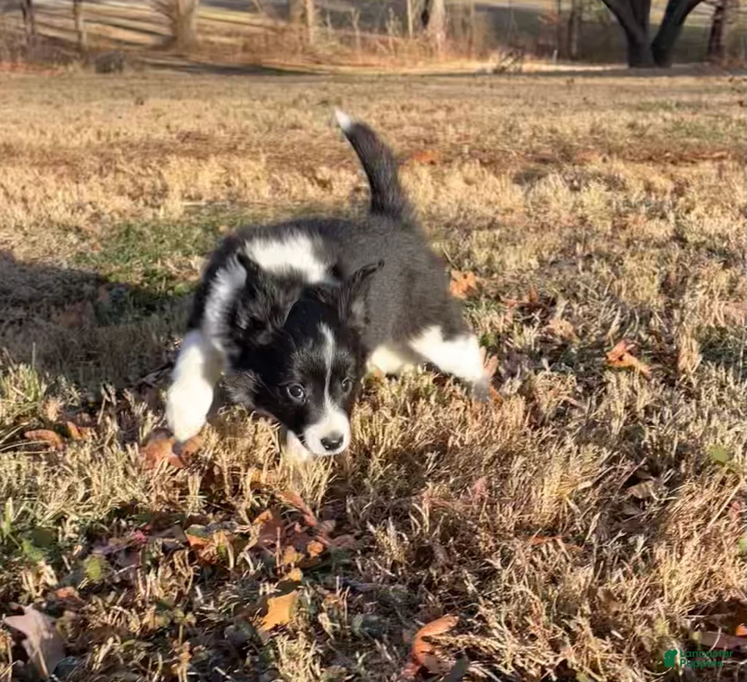 Mixed Breed dogs for sale: Zig Zig - Ad 2