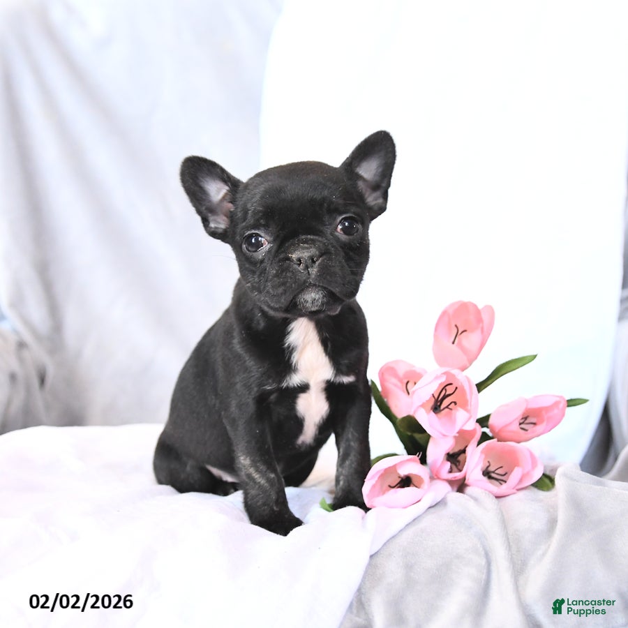 Frenchton dogs Sunflower - Ad 37