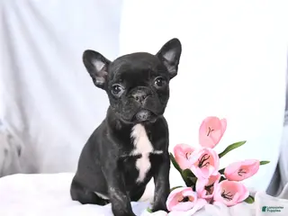 Frenchton dogs Sunflower - Ad 37