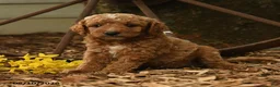 Goldendoodle dogs for sale: Ollie - Ad 3