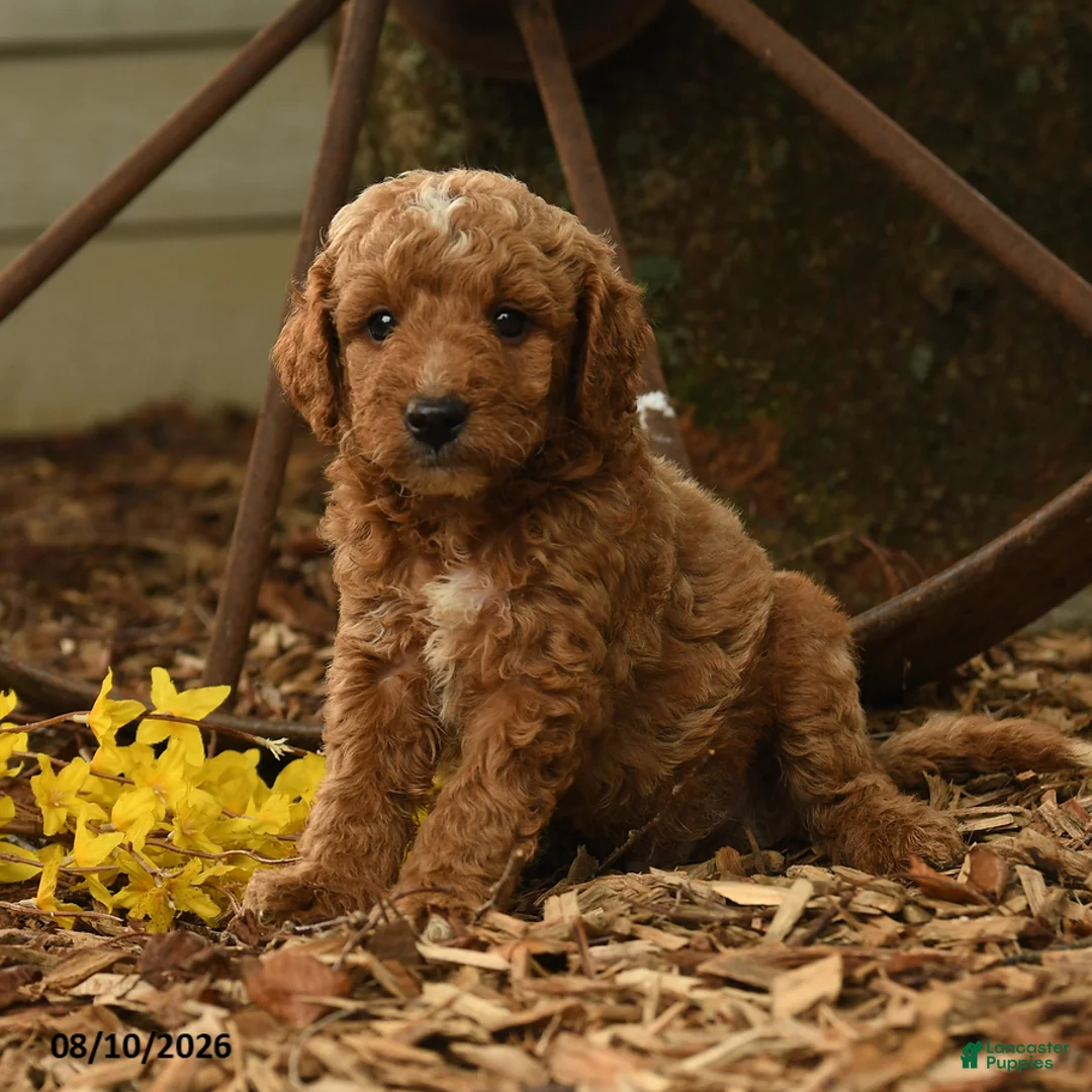 Goldendoodle dogs for sale: Ollie - Ad 3