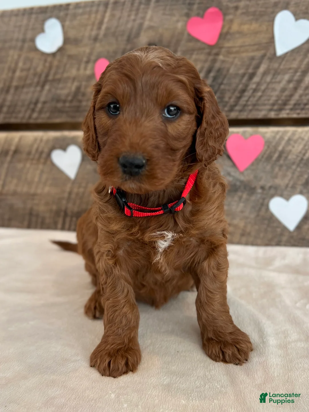 Irish Doodle dogs for sale: Scarlett - Ad 7