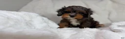 Cavapoo dogs for sale: Peanut 🥜  - Ad 5