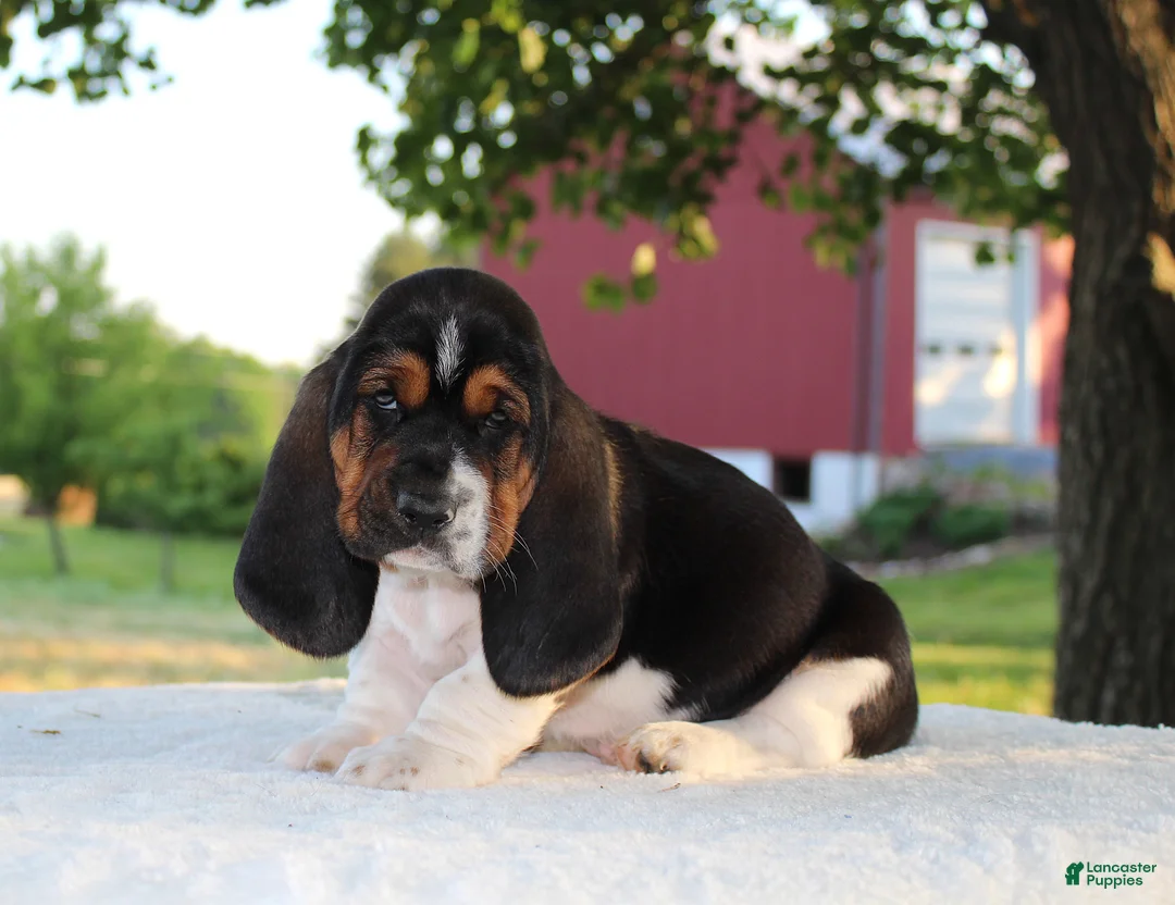 Basset Hound dogs for sale: Buddy - Ad 2
