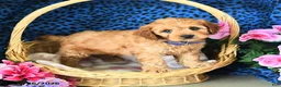 Cavapoo dogs for sale: Carter - Ad 5