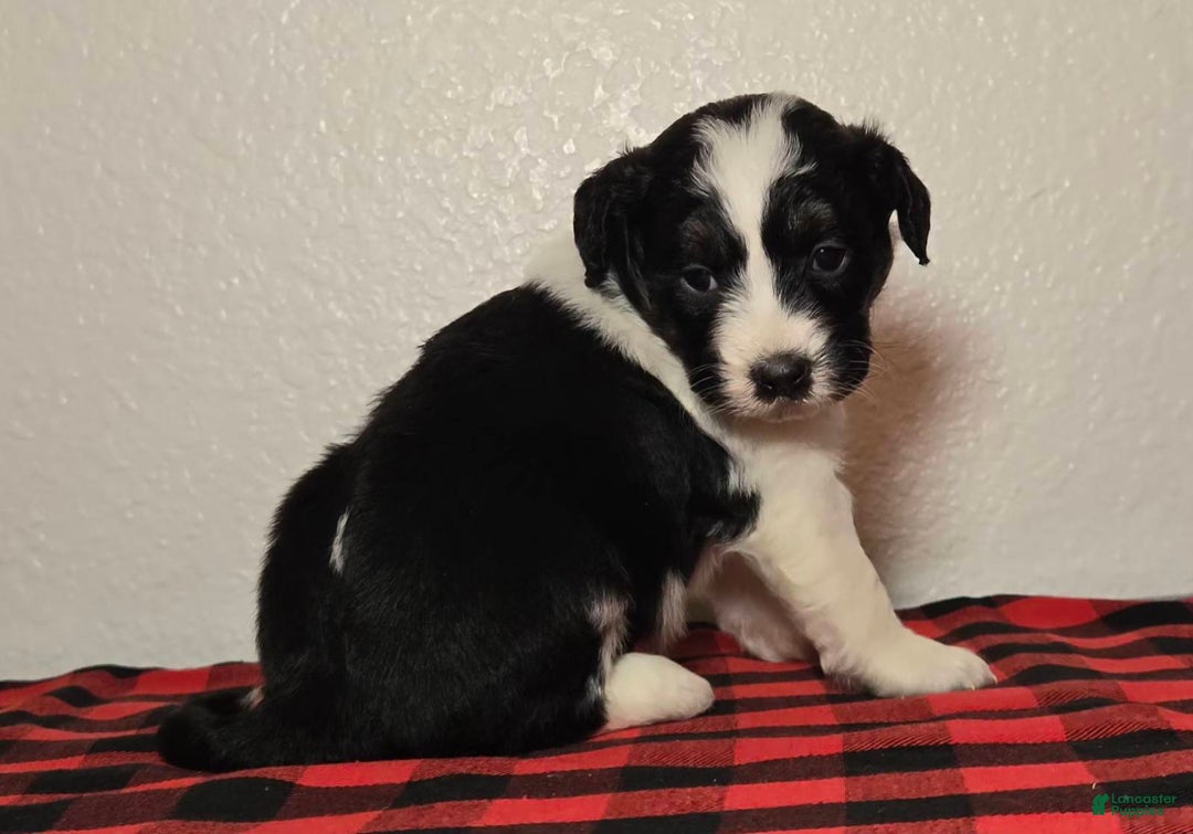 Mini Aussiedoodle dogs for sale: Rocky – Male (Tri-Color) - Ad 2