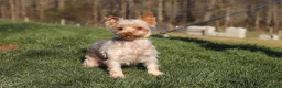Yorkshire Terrier dogs for sale: Brianna - Ad 8