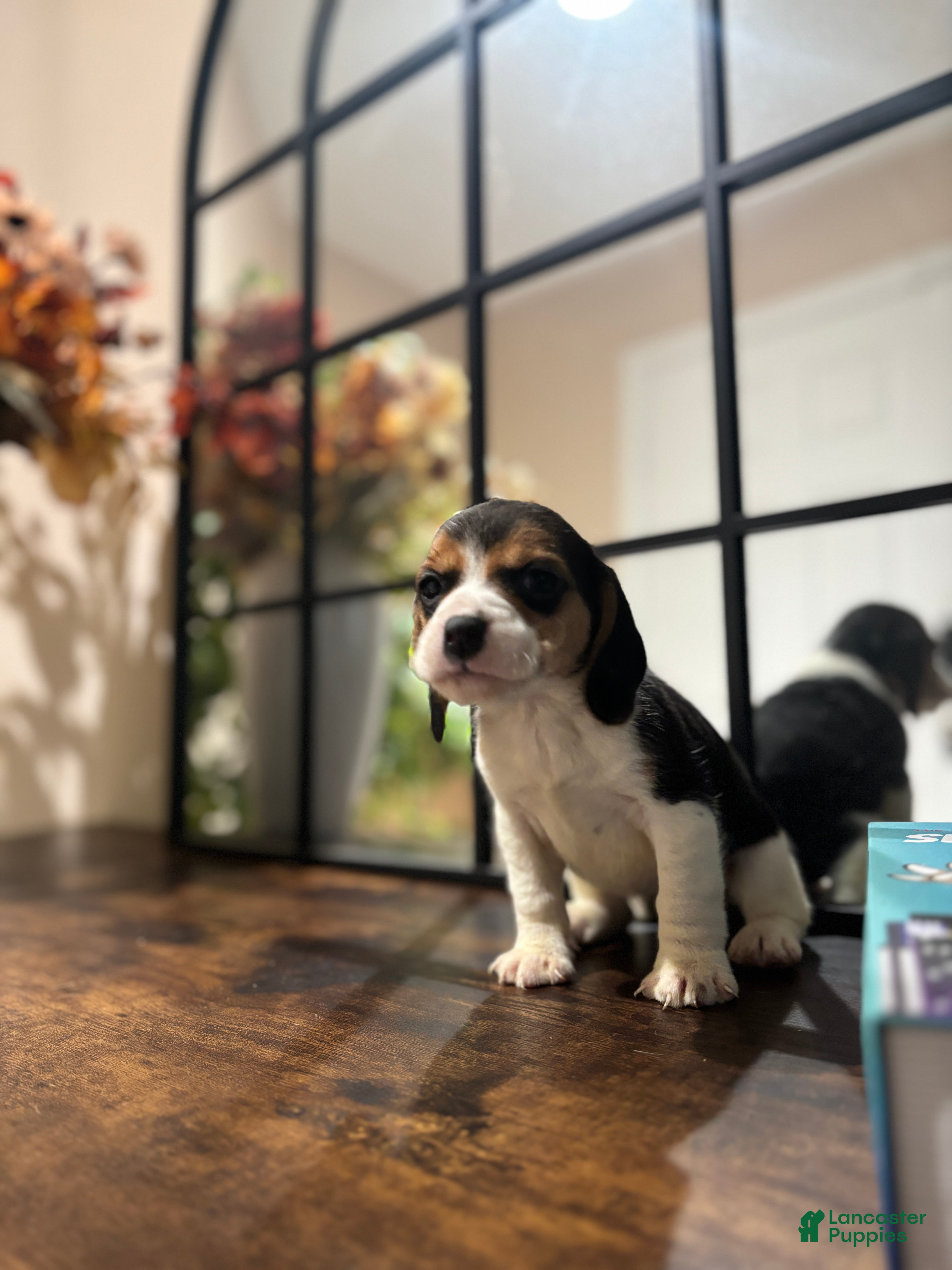 Beagle dogs Ana - Ad 2