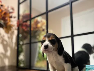Beagle dogs Ana - Ad 9