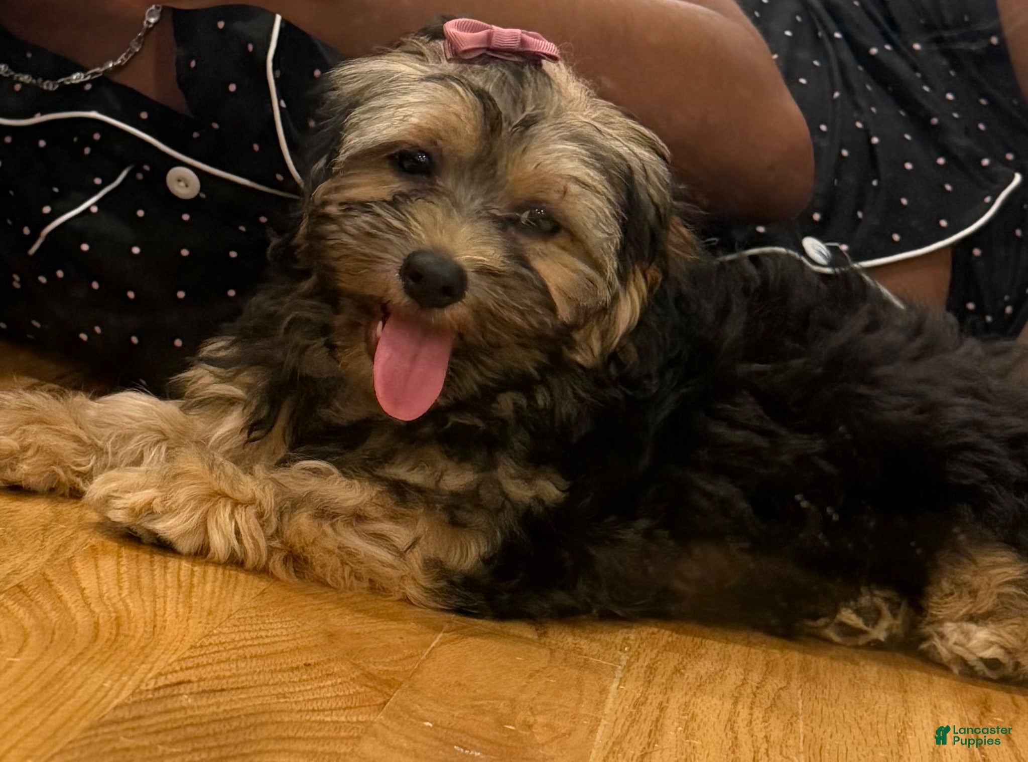 Shorkie dogs Joseline - Ad 2