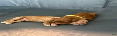 Rex