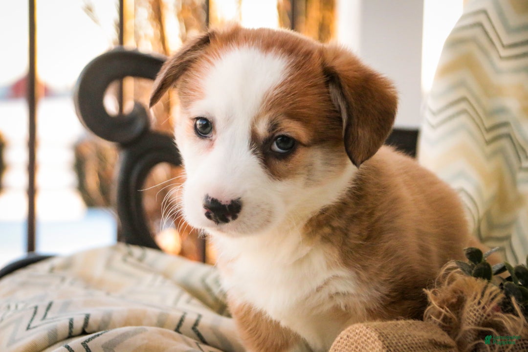 Welsh Corgi Pembroke dogs for sale: Biscuit - Ad 3