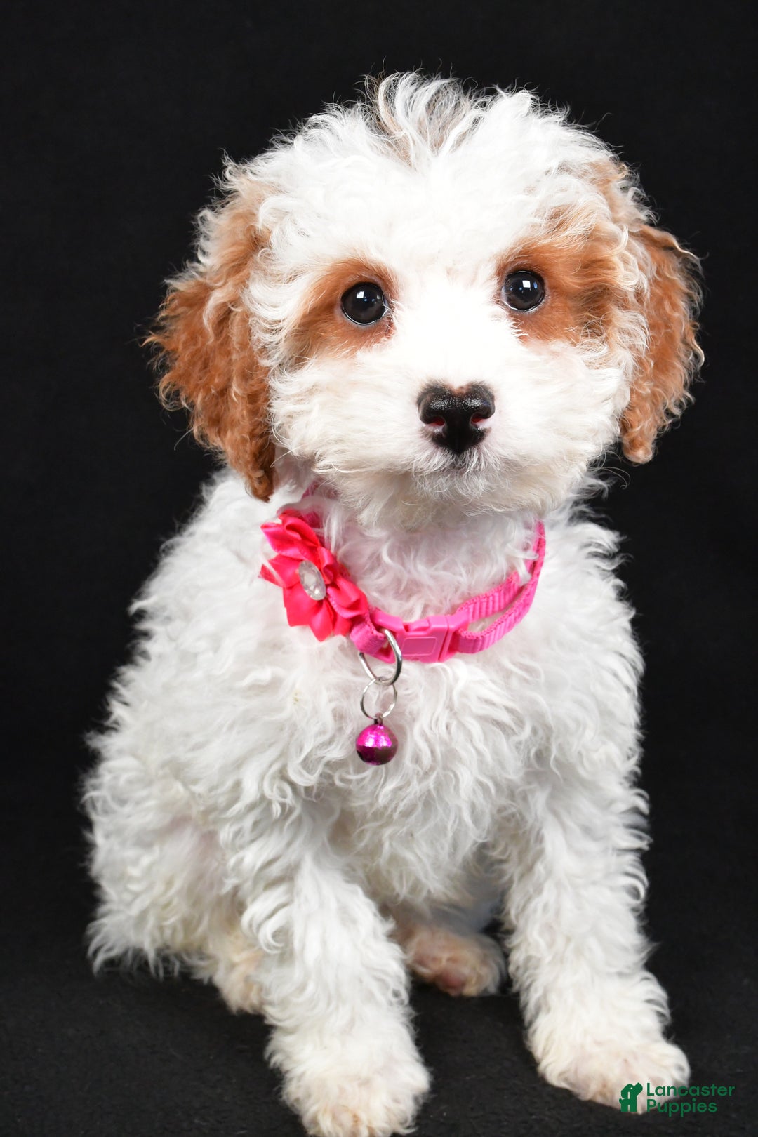 Cavapoo dogs for sale: Sabrina - Ad 10