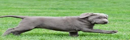 Labrador Retriever dogs for sale: Bella - Ad 12
