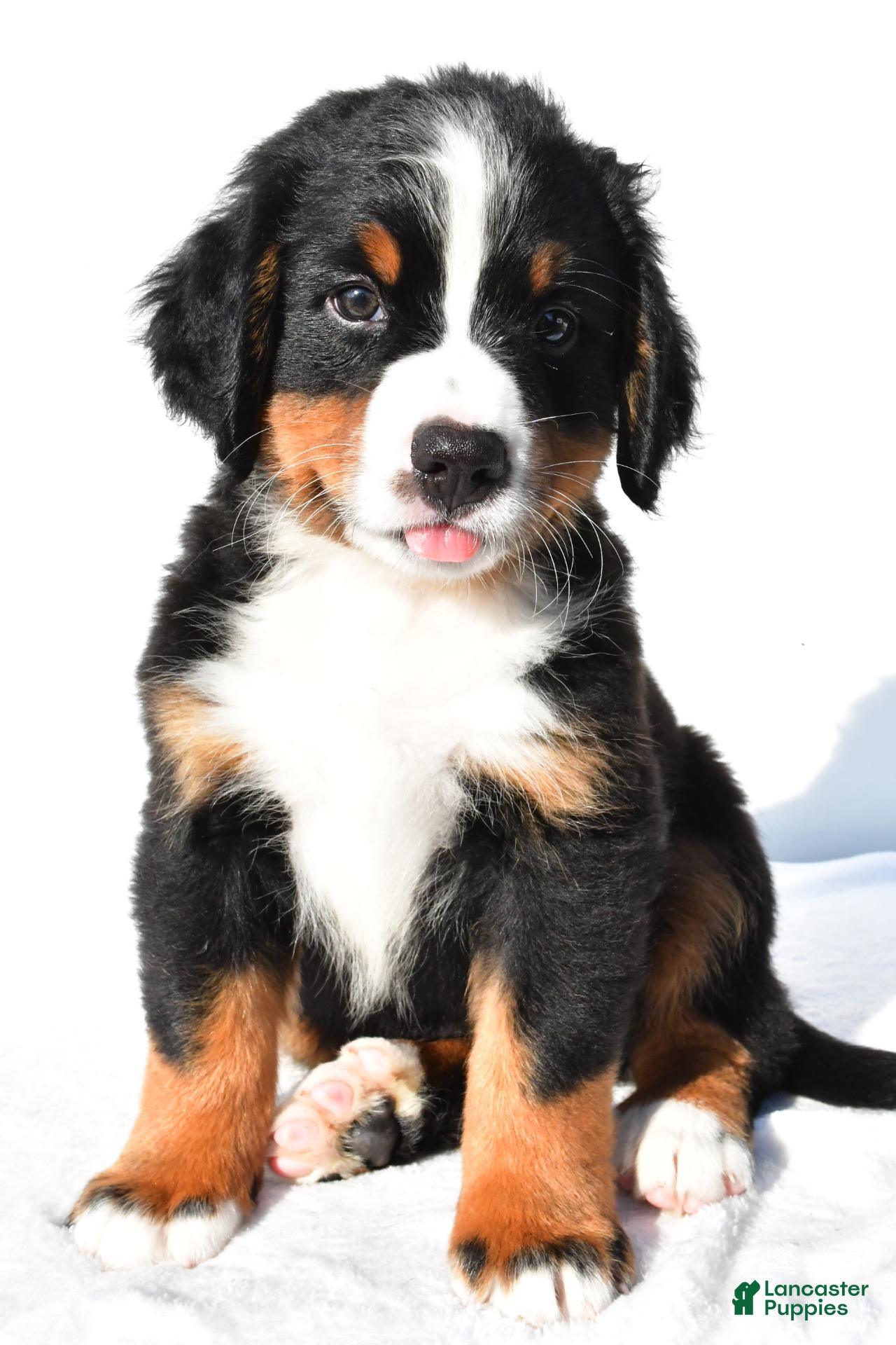 Bernese Mountain Dog dogs Porter - Ad 2