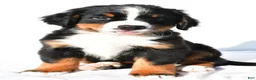 Bernese Mountain Dog dogs for sale: Porter - Ad 2