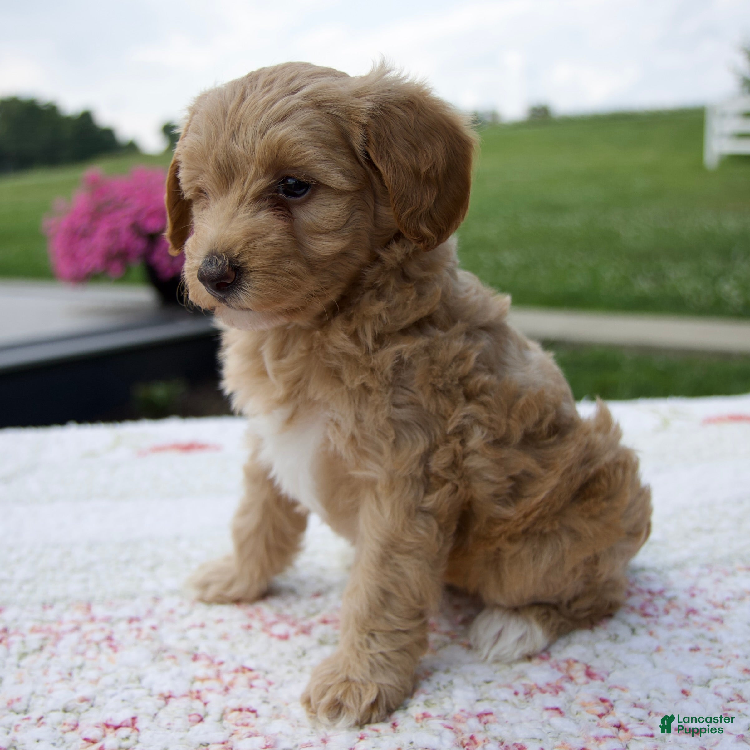 Aussiedoodle dogs Annie - Ad 1