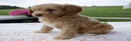 Aussiedoodle dogs for sale: Annie - Ad 1
