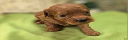 Cavapoo dogs for sale: Beetle - Ad 9