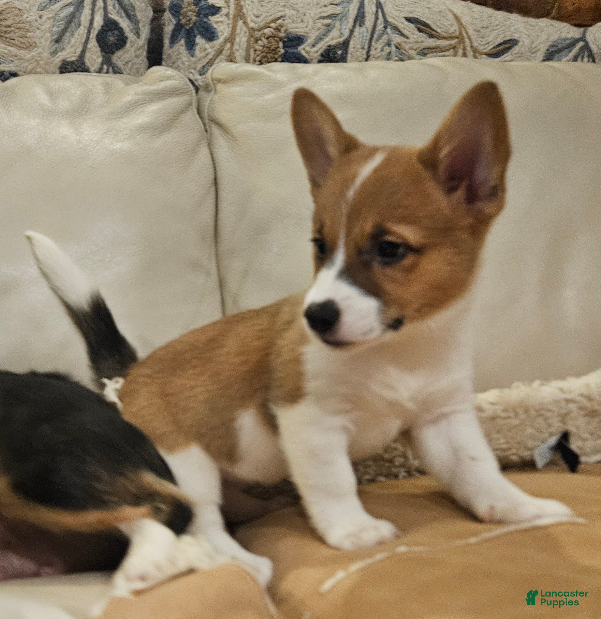 Mixed Breed dogs Callisto - Ad 2