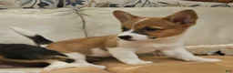 Mixed Breed dogs for sale: Callisto - Ad 9
