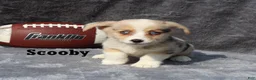 Welsh Corgi Pembroke dogs for sale: Scooby - Ad 6