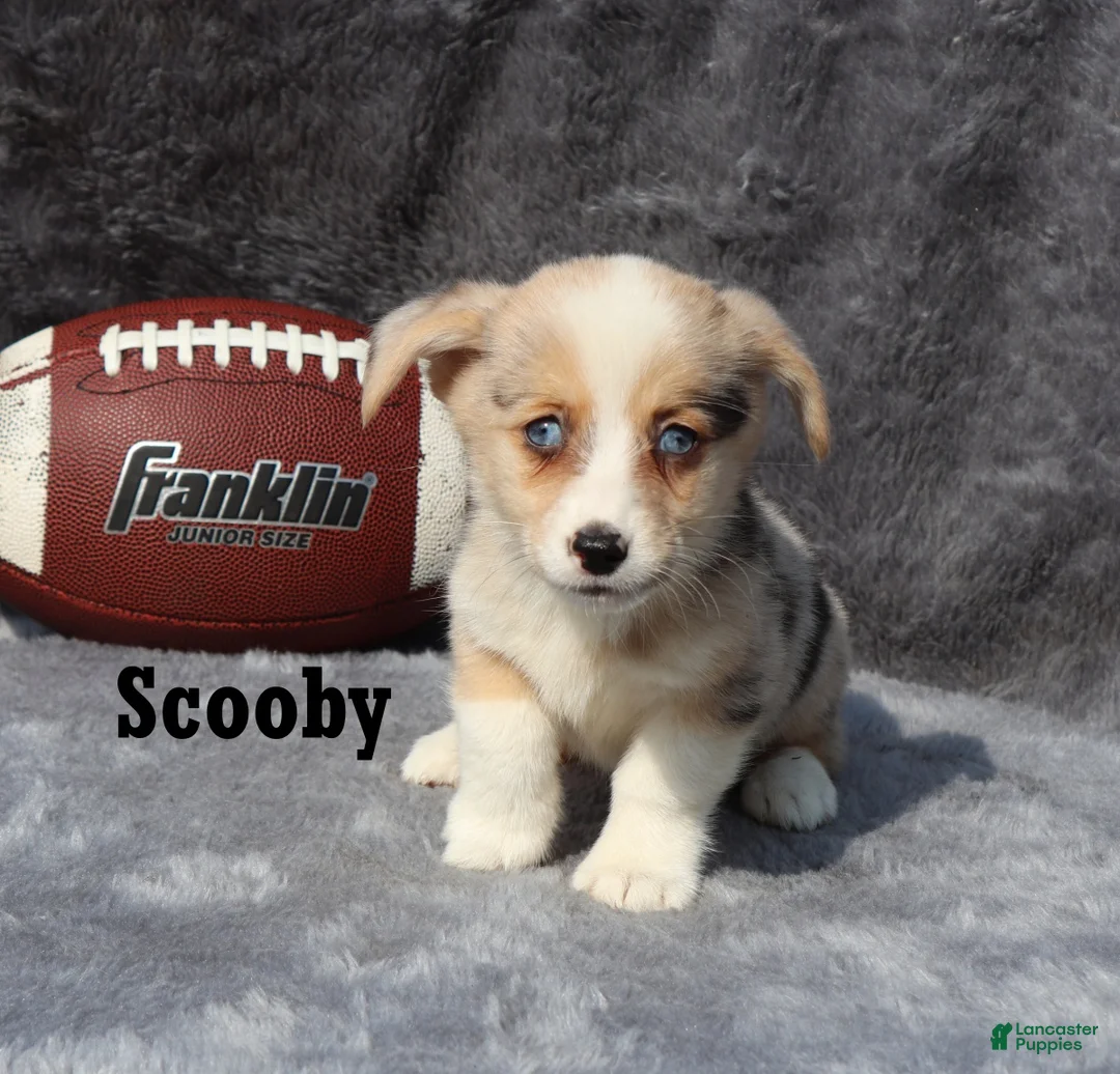 Welsh Corgi Pembroke dogs for sale: Scooby - Ad 6
