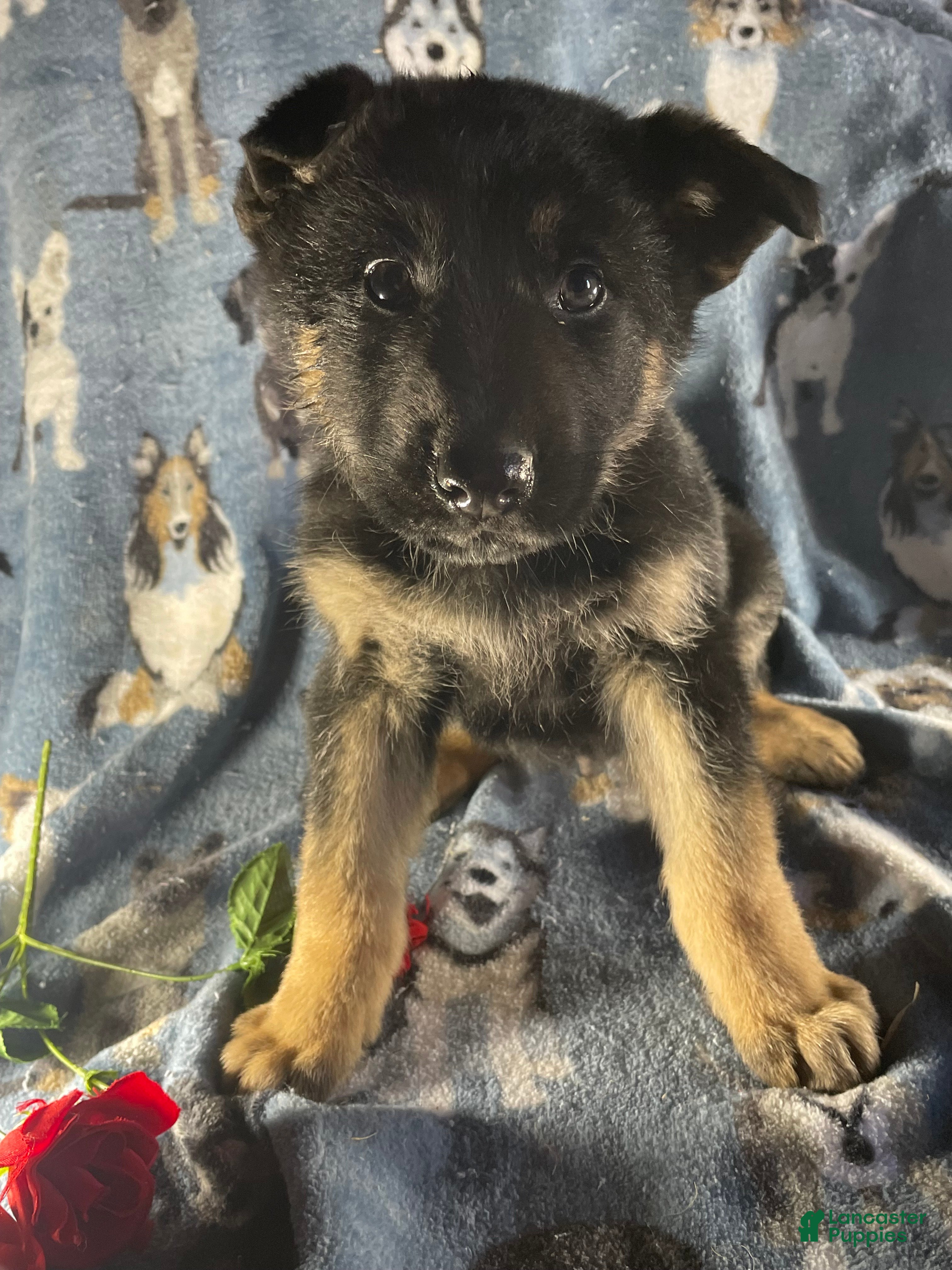 German Shepherd dogs Ace - Ad 36