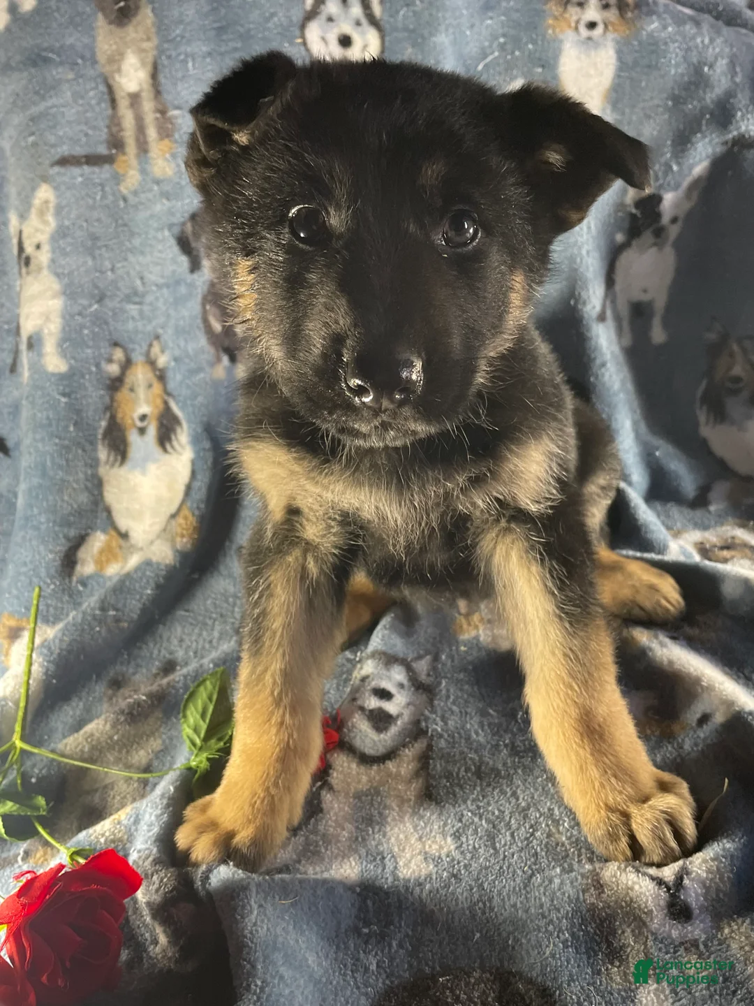 German Shepherd dogs for sale: Ace - Ad 1