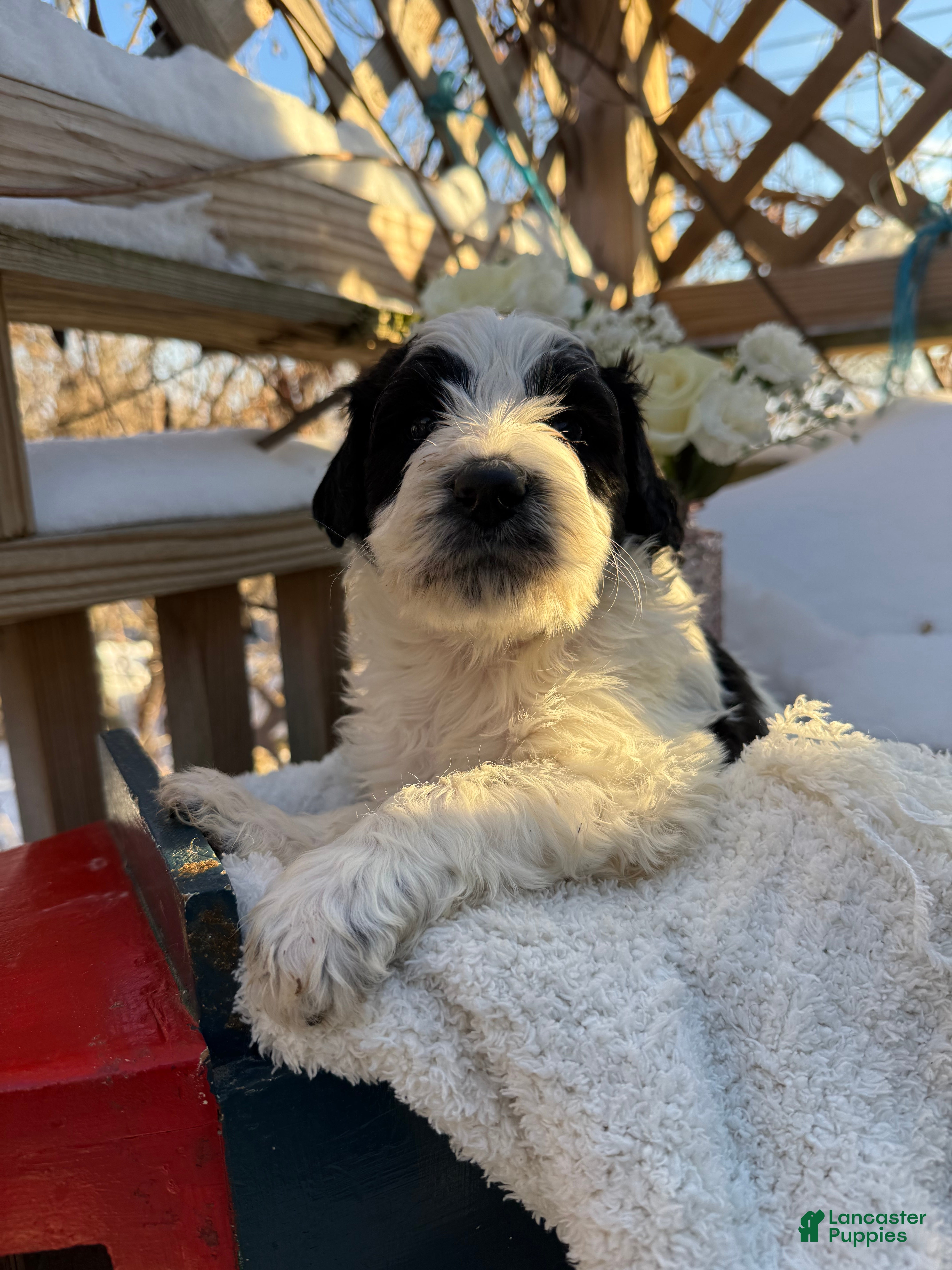 Mixed Breed dogs Buddy - Ad 2