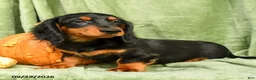Miniature Dachshund dogs for sale: Cade  - Ad 4