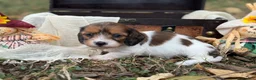 Miniature Dachshund dogs for sale: Red Piebald SILKY - Ad 3