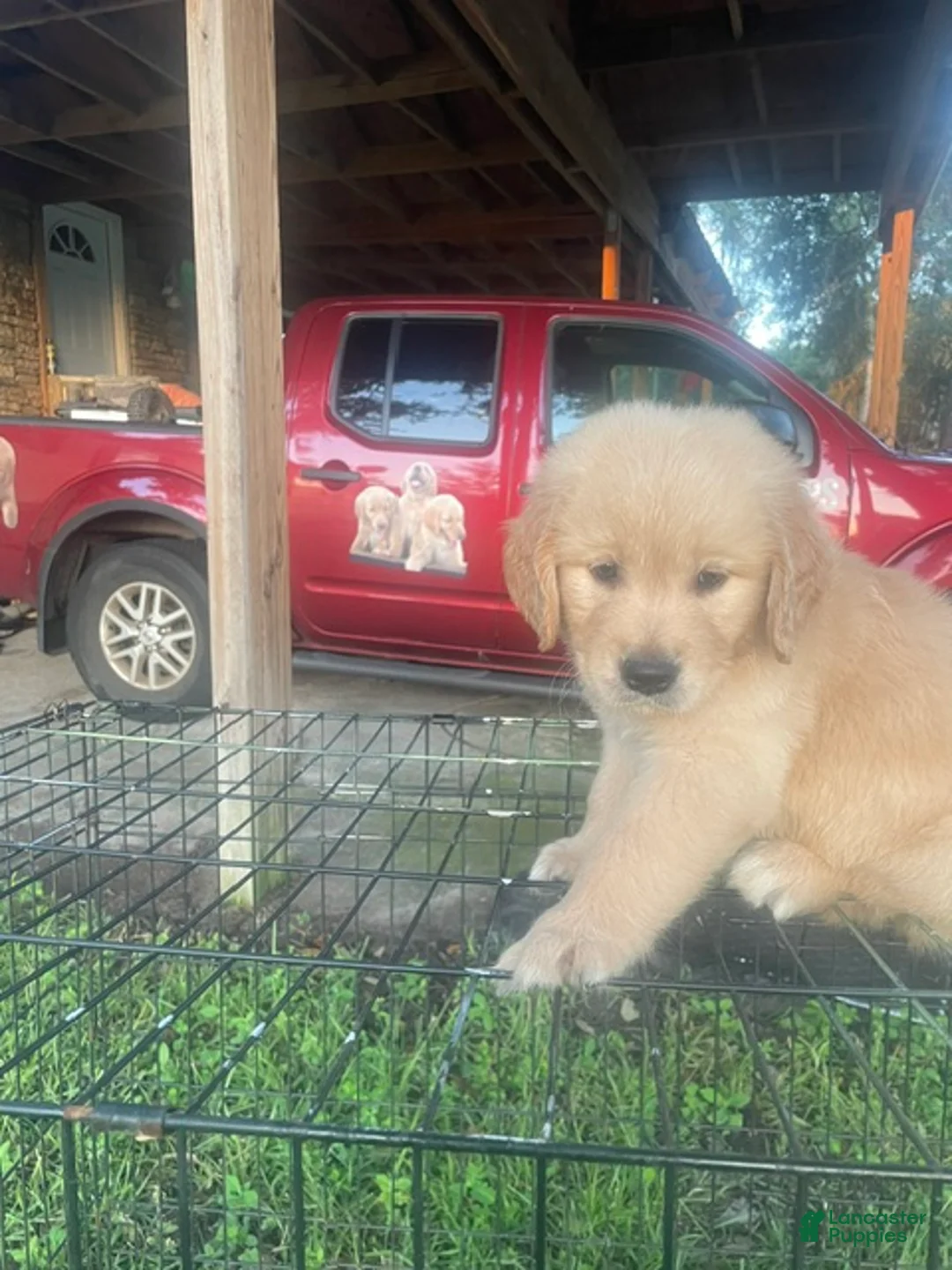 Golden Retriever dogs for sale: Purple collar boy. - Ad 2