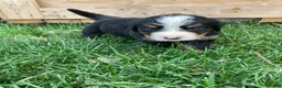Bernese Mountain Dog dogs for sale: Silky  - Ad 7