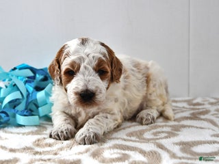 Mini Goldendoodle dogs Captain - Ad 42